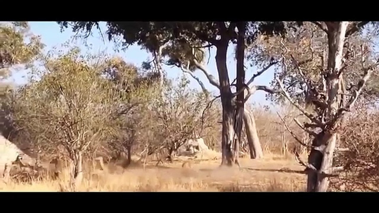 Cubierta de plantilla de Búfalo Mata León, Leopardo vs Perros Salvajes, Serpiente, Lobo Cuando una Presa se defiende