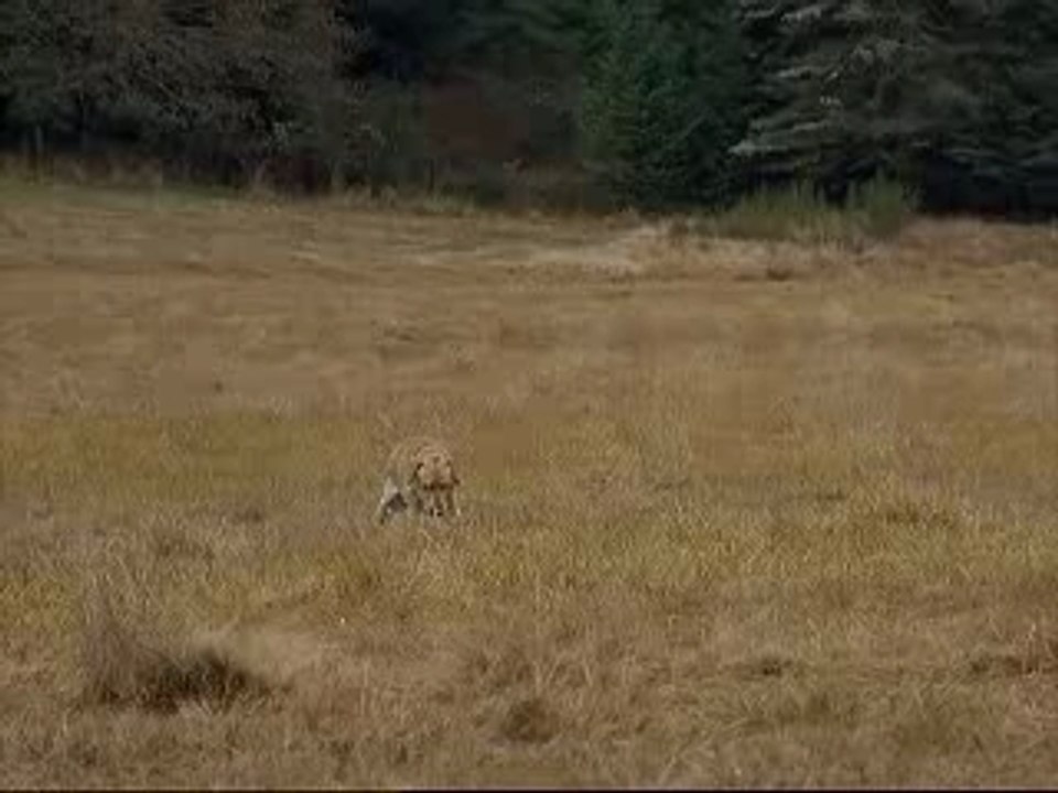 les compagnons d'aventure