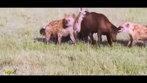Gorilla vs Bear, Leones, Búfalos, Gran Babuino, Hiena