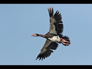 Top 10 Ông Vua Tốc Độ Trong Thế Giới Loài Chim | Việt Vivu |