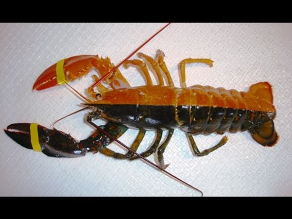 Top 10 con vật kỳ lạ độc nhất vô nhị trên trái đất | Việt Vivu |