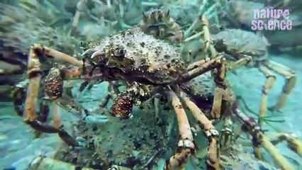 Okyanus Tabanında Yüz Binlerce Yengeç