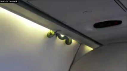 Mexique : un serpent s'invite dans un avion