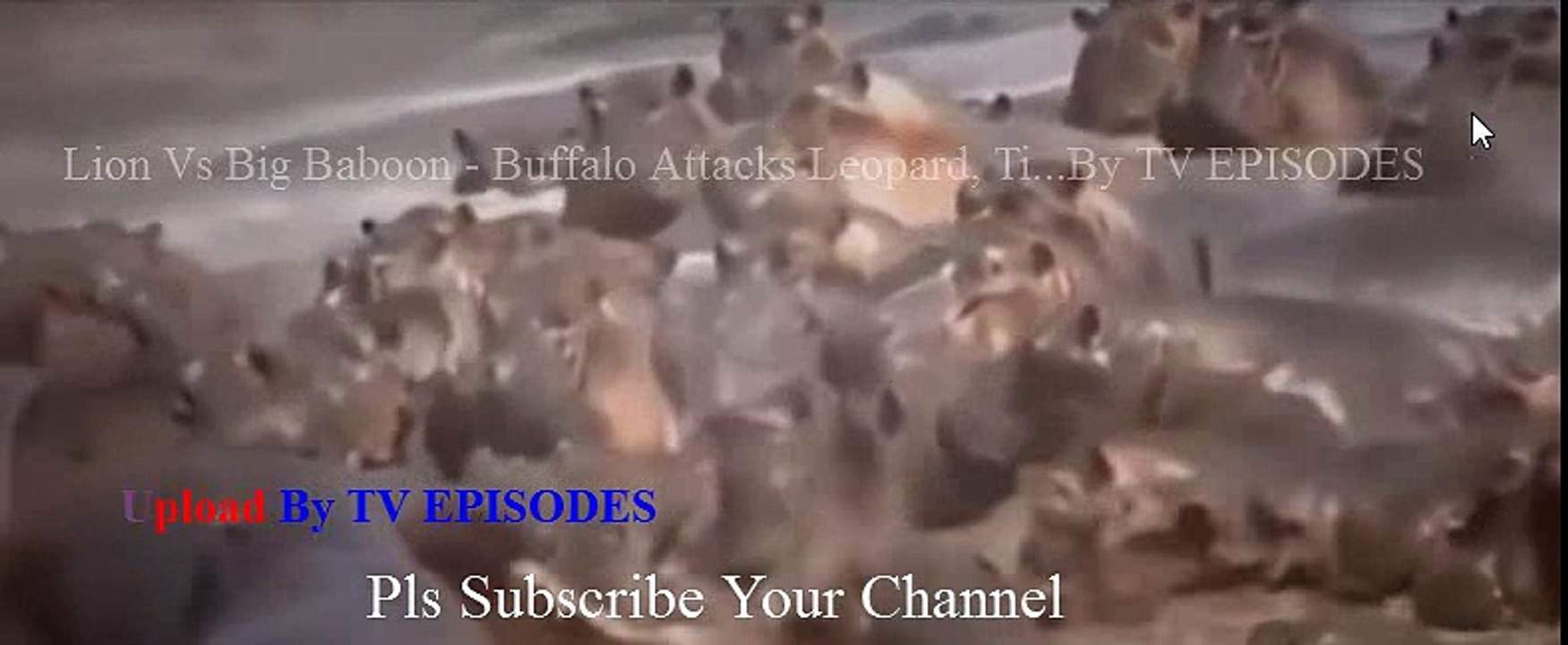 Lion Vs Big Baboon - Buffalo Attacks Leopard, Tiger  Real Fight Most Amazing Animals Attack #part2