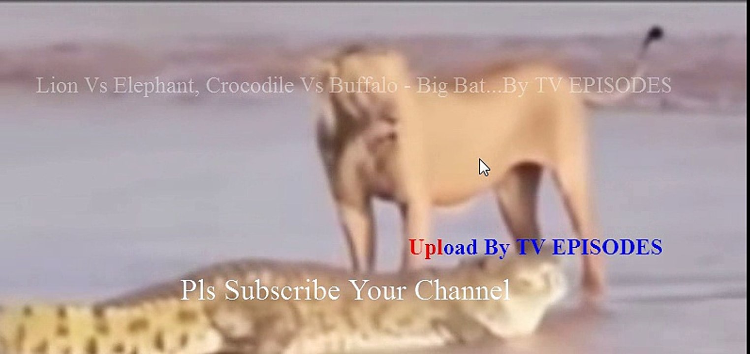 Lion Vs Elephant, Crocodile Vs Buffalo - Big Battle Craziest Animals Fight  Lion Vs Anaconda #40