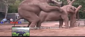 Elephant Vs Elephant Meeting, Bear Attacks Buffalo & Lion To Death  Most Amazing Wild Animal Attacks #53