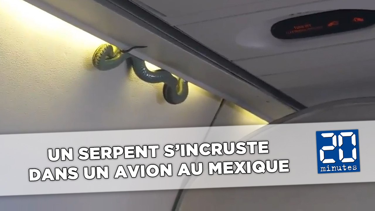 Un serpent s'incruste dans un avion au Mexique