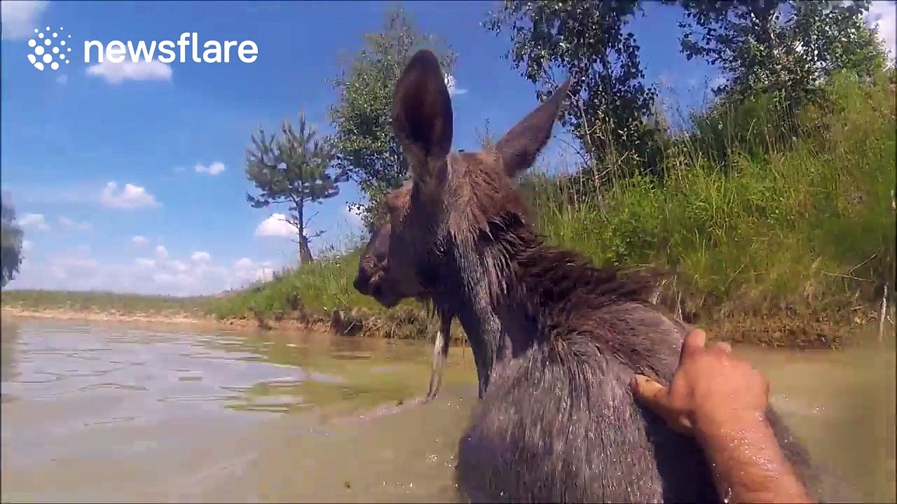 Fearless man swims with moose