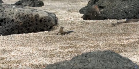 Yılanların Mahallesine Düşen İguananın Videosu Rekor Kırıyor