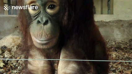 This baby Orangutan really loves to pose for the camera
