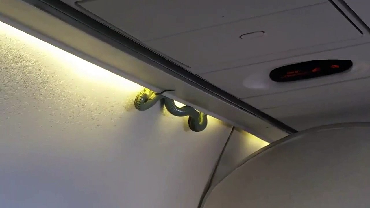 Un serpent dans le compartiment à bagages d'un avion