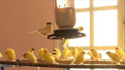 تربية الطيور منذ أكثر من ثلاثين سنة