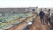 مشروع زراعي لتوفير الغذاء لسكان ريف حمص