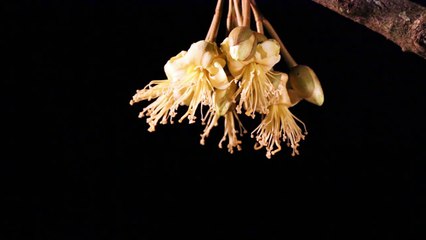 Cave Nectar Bat Pollinating Durian Flowers