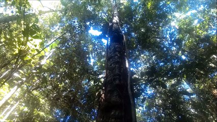Balade Jungle Amazonie