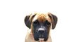 The Animal Sounds: Boxer Barking - Sound Effect - Animation