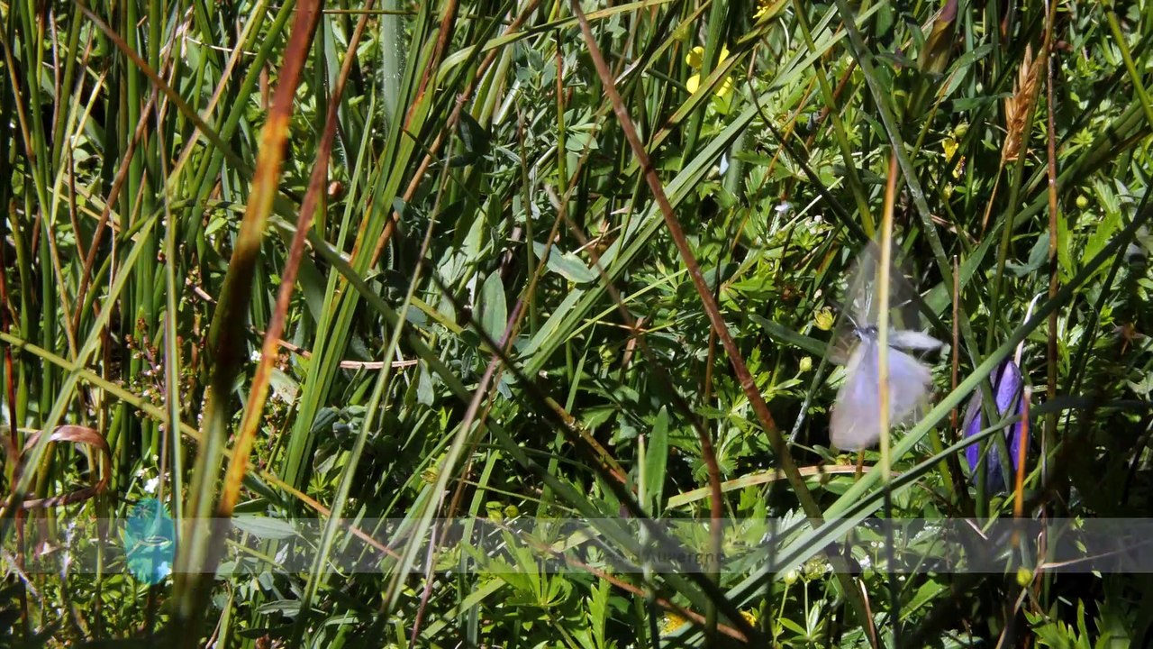 Le papillon Azuré des Mouillères, espèce patrimoniale du Parc