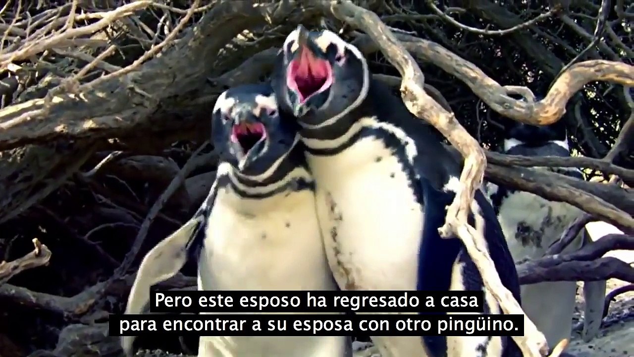 Pingüina infiel atrapada con las manos en la masa