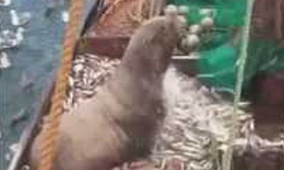 Ils remontent un animal assez particulier dans leur filet !