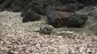 Cet iguane va-t-il échapper aux serpents ? La vidéo qui a traumatisé les internautes !