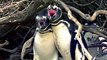 Il surprend sa femme avec un autre : la violente bagarre de pingouins qui va vous choquer