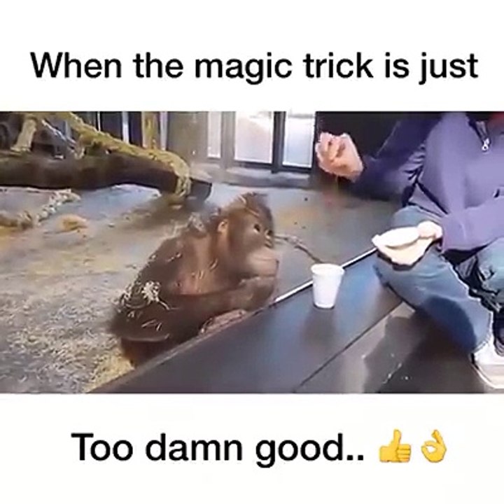 Magic Funny Clip 2017