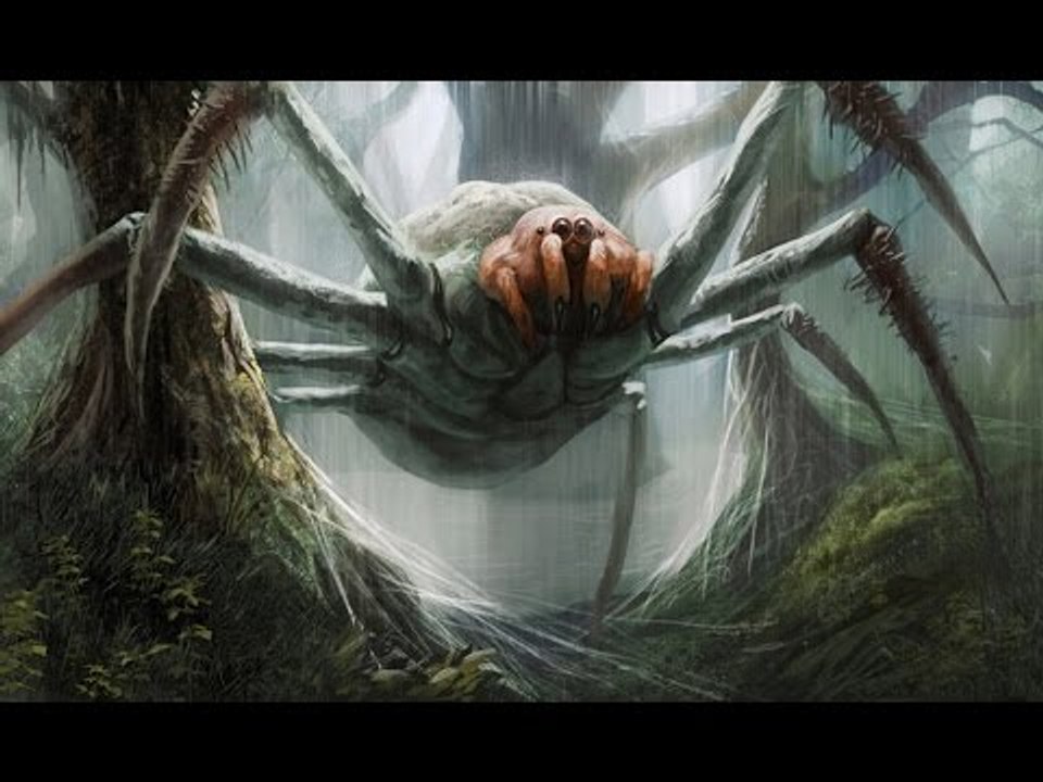 Top 10 loài nhện độc đáng sợ nhất đối với con người | Việt Vivu |