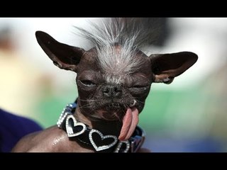 Top 8 nhan sắc của những chú chó xấu xí nhất quả đất | Việt Vivu |