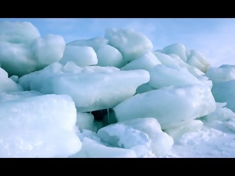Top 7 động vật chịu lạnh dưới 0°C giỏi nhất hành tinh | Việt Vivu |