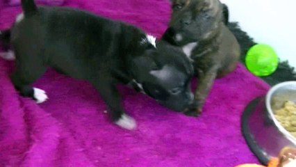 36ème vidéo MILA  de STAFFORDLAND