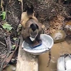 maymun yavruları için çalışıyor bulaşıkları yıkıyor