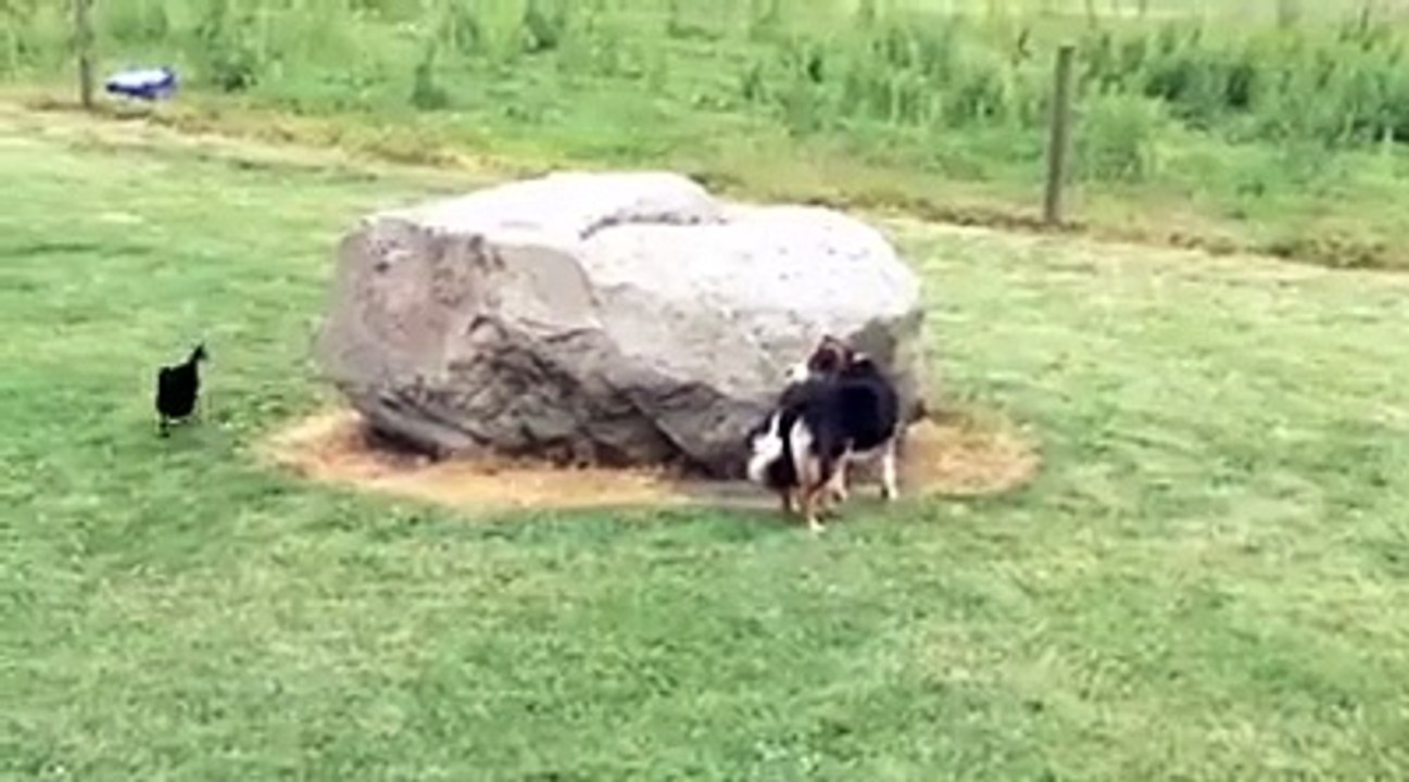 ördekle köpek saklambaç oynuyor