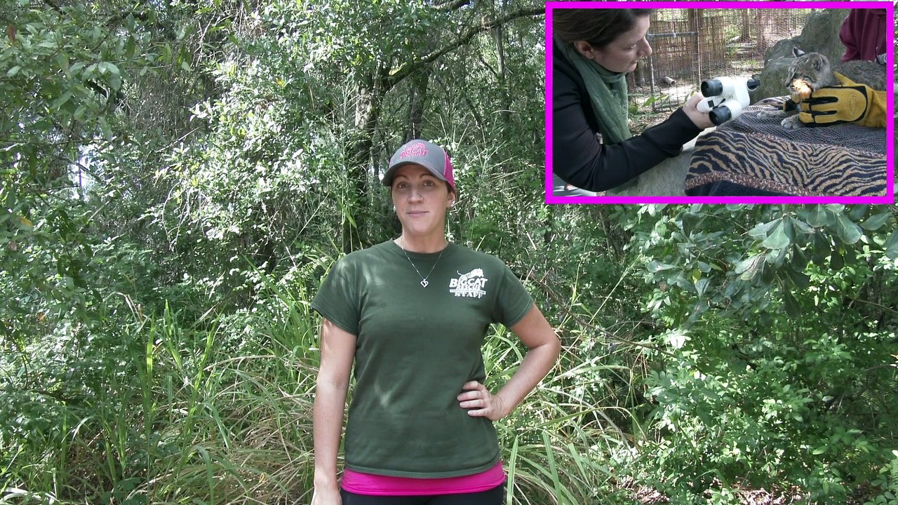 Checking In With Mrs. Claws Bobcat