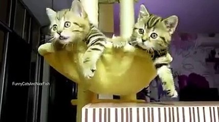 kedicikler çok tatlı komik