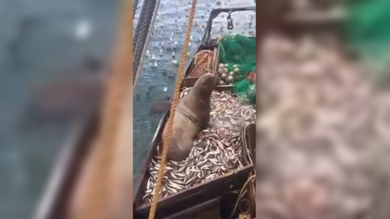 Ils pêchent par mégarde un lion des mers