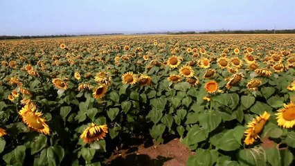 Tandem Disc harrow DX-850