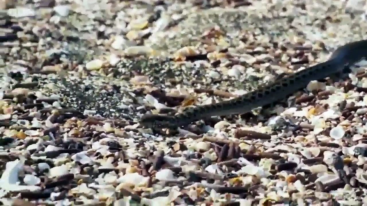 Belgesel Değil Sanki Aksiyon Filmi