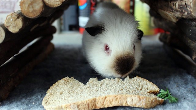 Un tête à tête avec un cochon d'inde , autour d'une tartine et un verre d'eau