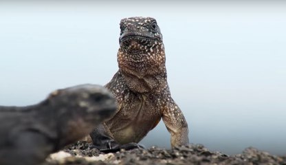 La meilleure scène d'action de l'année ! Digne de Michael Bay ou James Cameron !