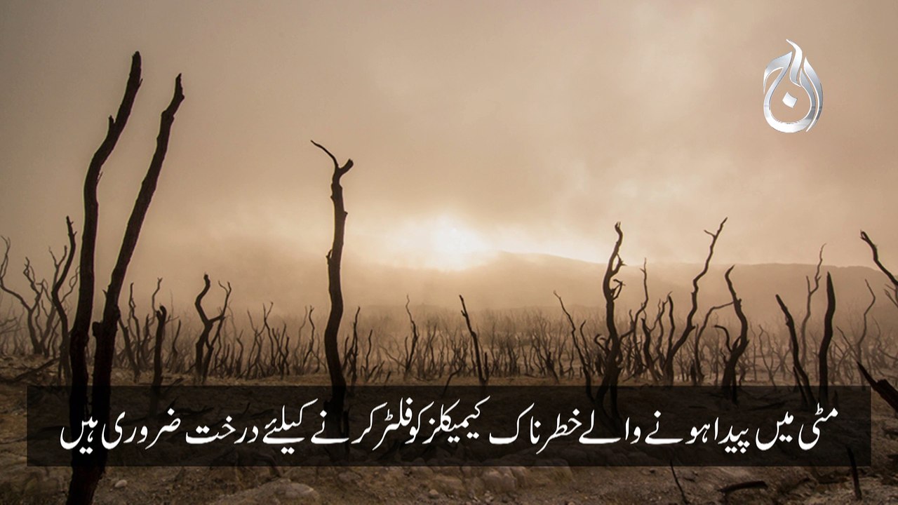 When there will be no Tree
