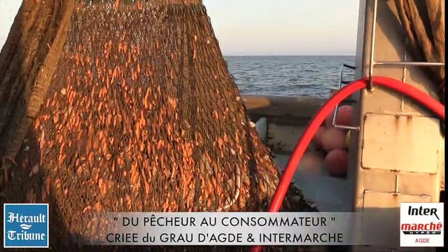 AGDE - DU PÊCHEUR AU CONSOMMATEUR DE LA CRIEE du GRAU D'AGDE à VOTRE INTERMARCHÉ