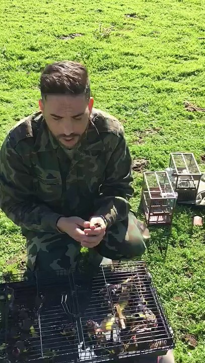 Relâche des Chardonnerets en liberté en Espagne C'est génial de : Chardon Du Sud