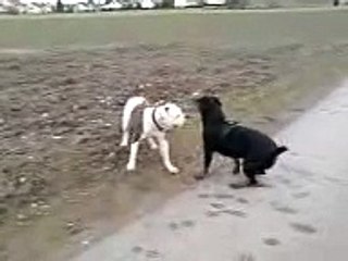 Rottweiler vs. American Bulldog