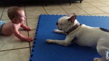 Rupert the French Bulldog spins and baby laughs