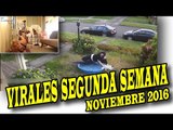 VIRALES Y FAILS MAS VISTOS DE LA SEGUNDA SEMANA DE NOVIEMBRE 2016 nuevo
