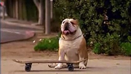 Skateboarding Bulldog