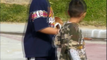 Skateboarding Dog - HD Redux