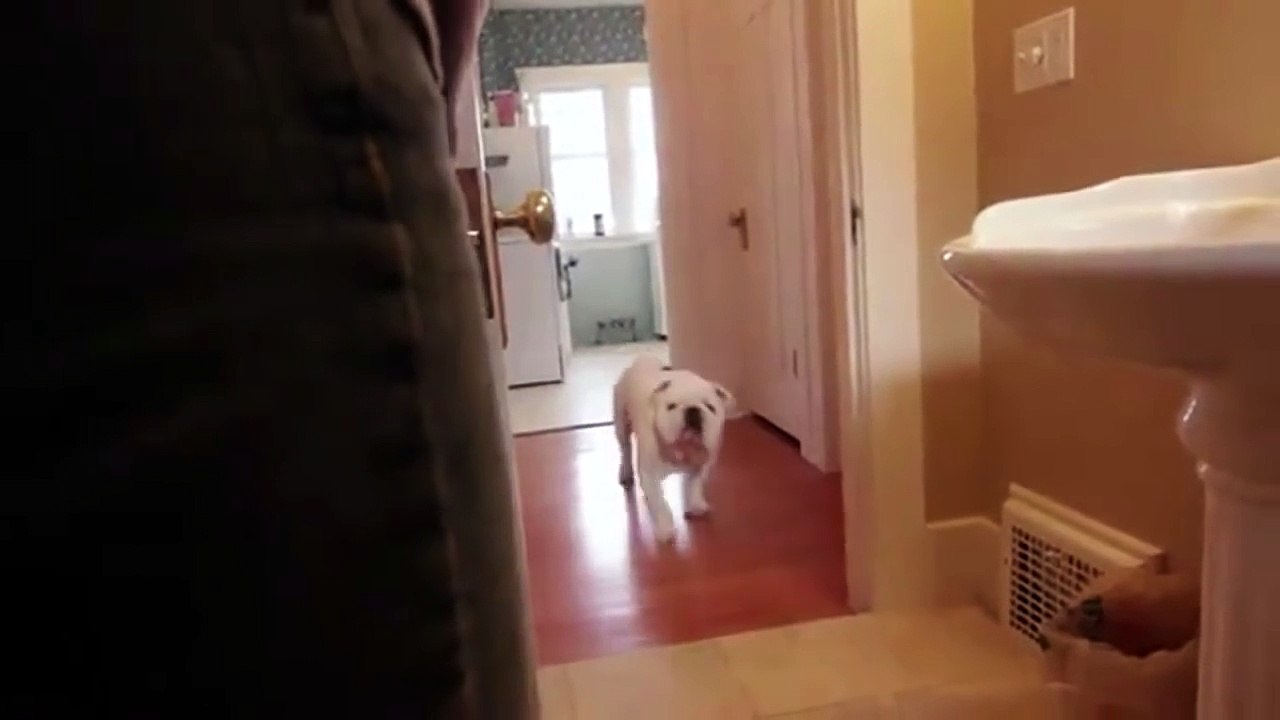 Super Intelligente Bulldog - This Dog is Like a Human