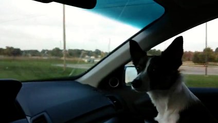 Puppy realizes he's at dog park, goes absolutely bonkers