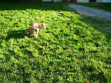 vidéo du 08.11.16 des 2 chiots à 2 mois 